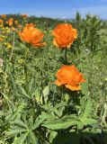 Trollius altaicus