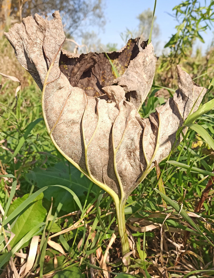 Изображение особи Petasites spurius.