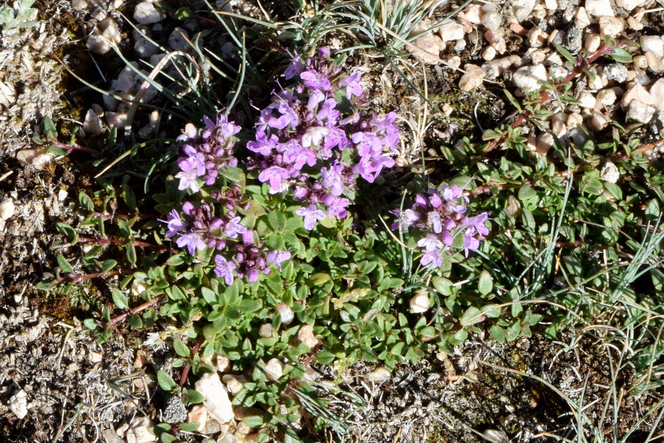 Изображение особи Thymus incertus.