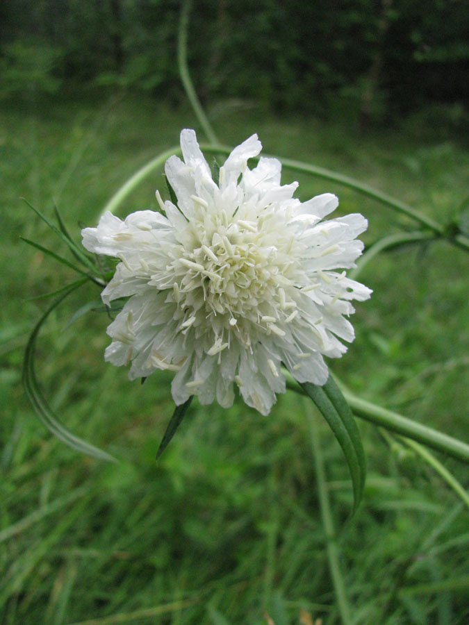 Image of Knautia arvensis specimen.