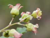 Ribes nigrum