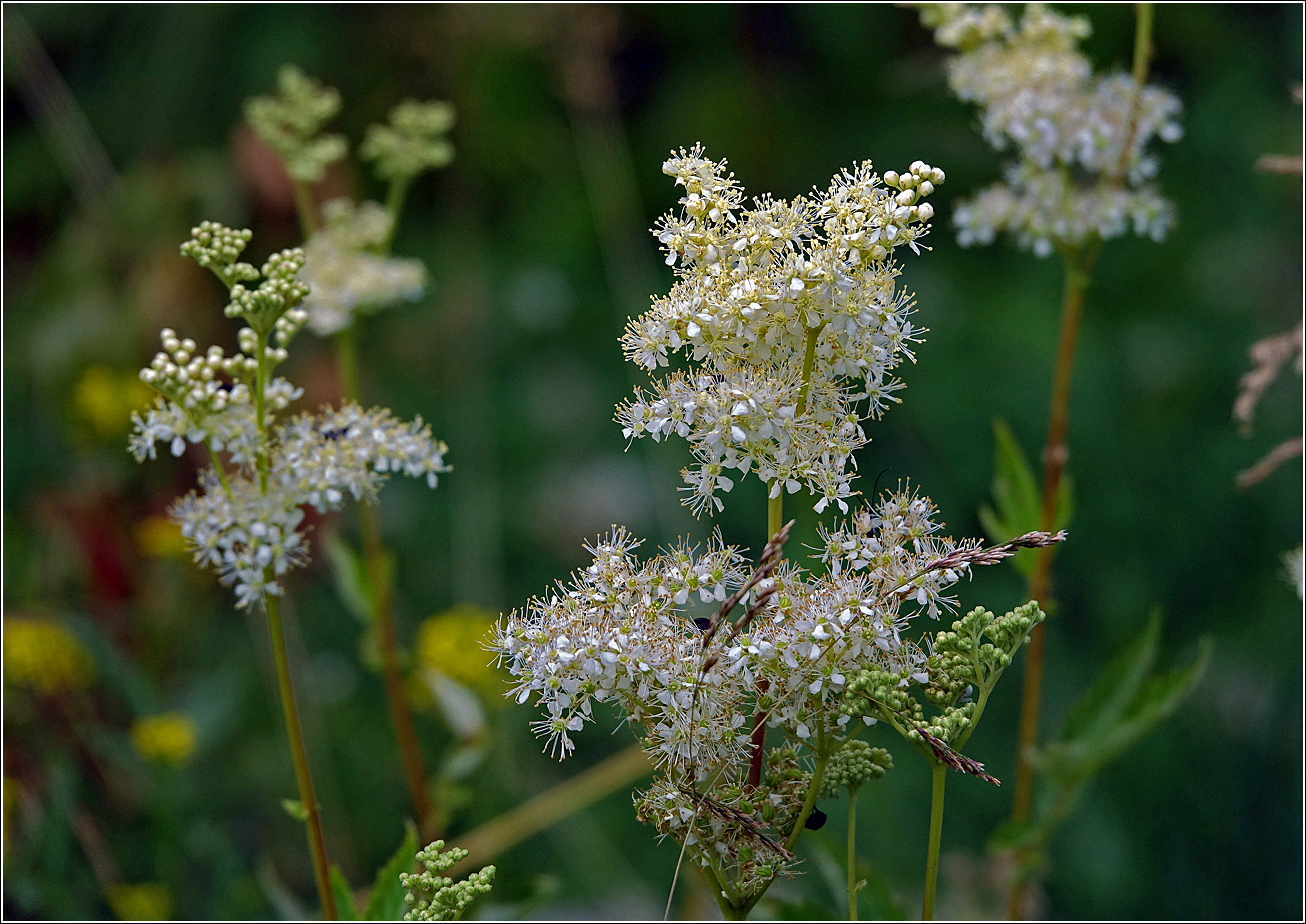 Image of Filipendula ulmaria specimen.