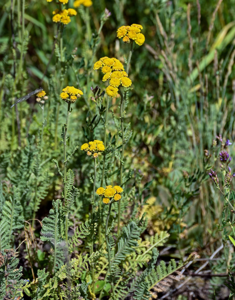 Изображение особи Tanacetum aureum.