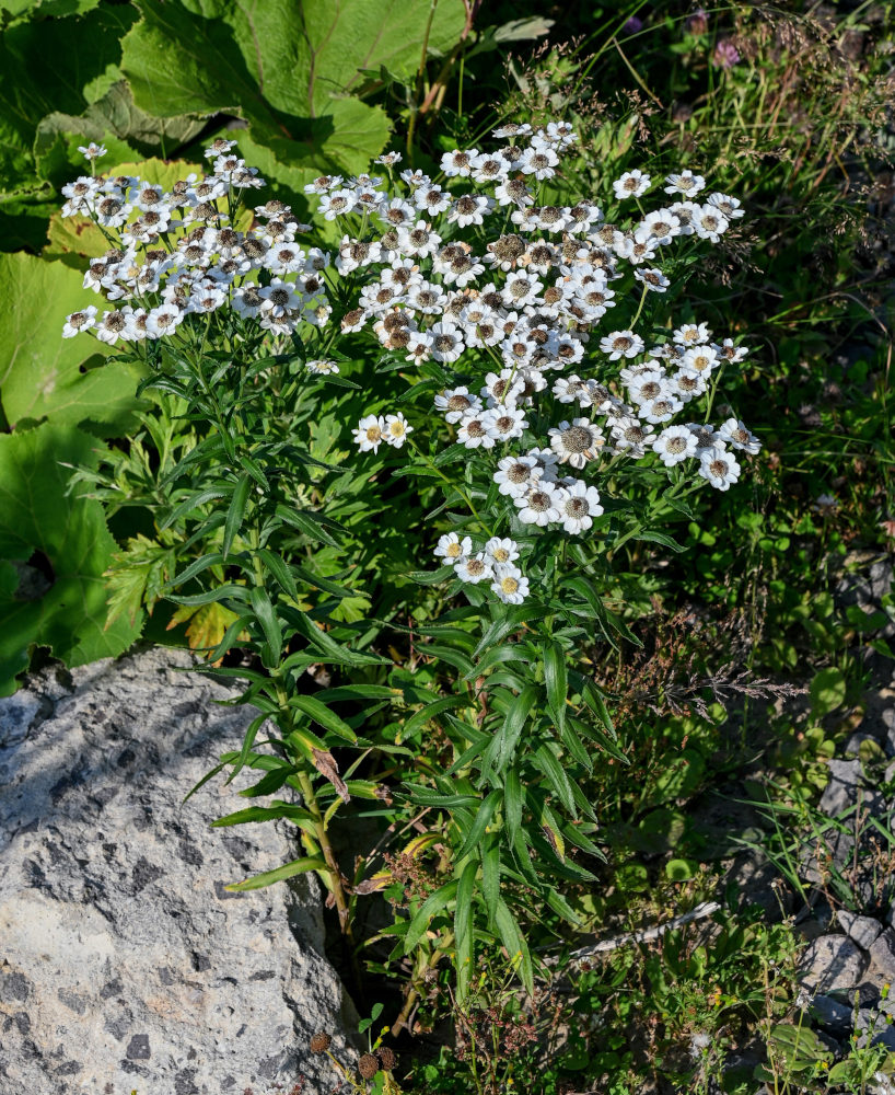 Image of Achillea ptarmica ssp. macrocephala specimen.