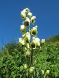 Aconitum anthoroideum