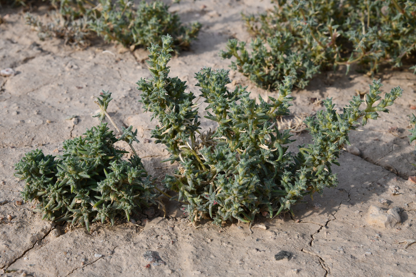 Image of familia Chenopodiaceae specimen.