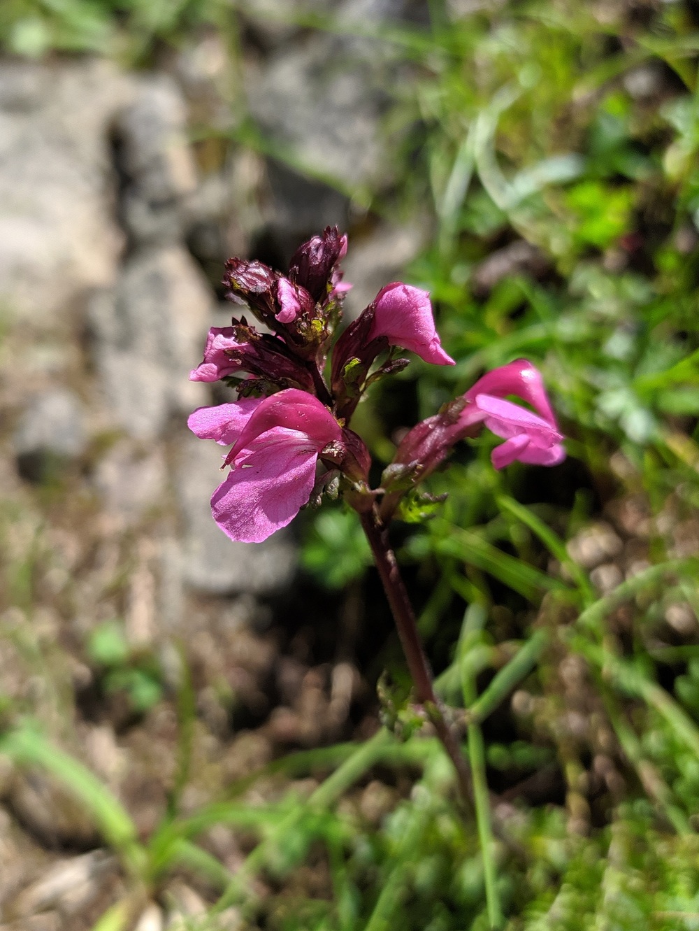 Изображение особи Pedicularis nordmanniana.