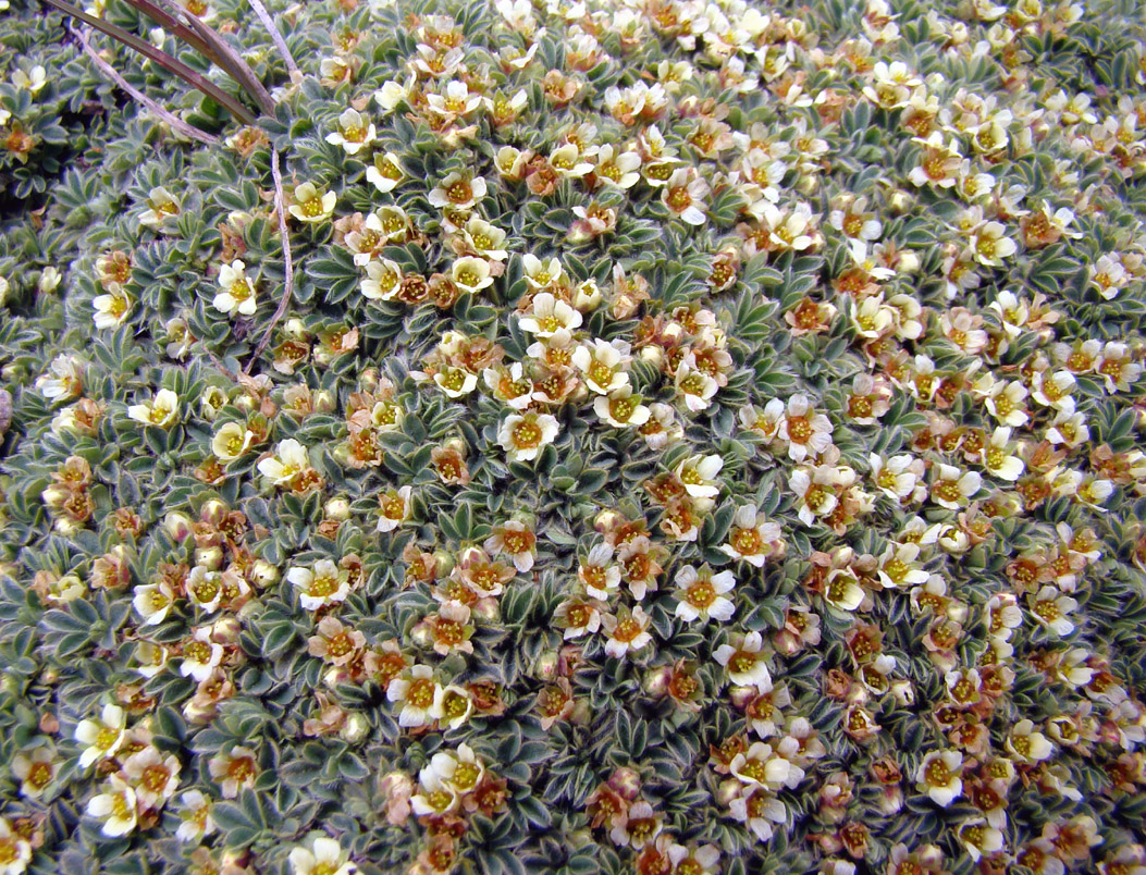 Image of Sibbaldia tetrandra specimen.