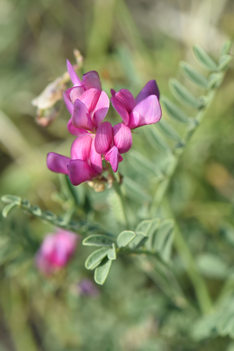 Изображение особи Hedysarum tauricum.