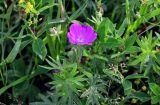 Geranium sanguineum. Верхушка побега с цветком (рядом видны листья Trifolium). Северная Осетия, Пригородный р-н, Какадурский перевал, ≈ 1700 м н.у.м., луговой склон. 23.07.2022.