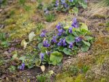 genus Viola. Цветущее растение. Краснодар, парк \"Краснодар\", Японский сад, в культуре. 21.03.2024.