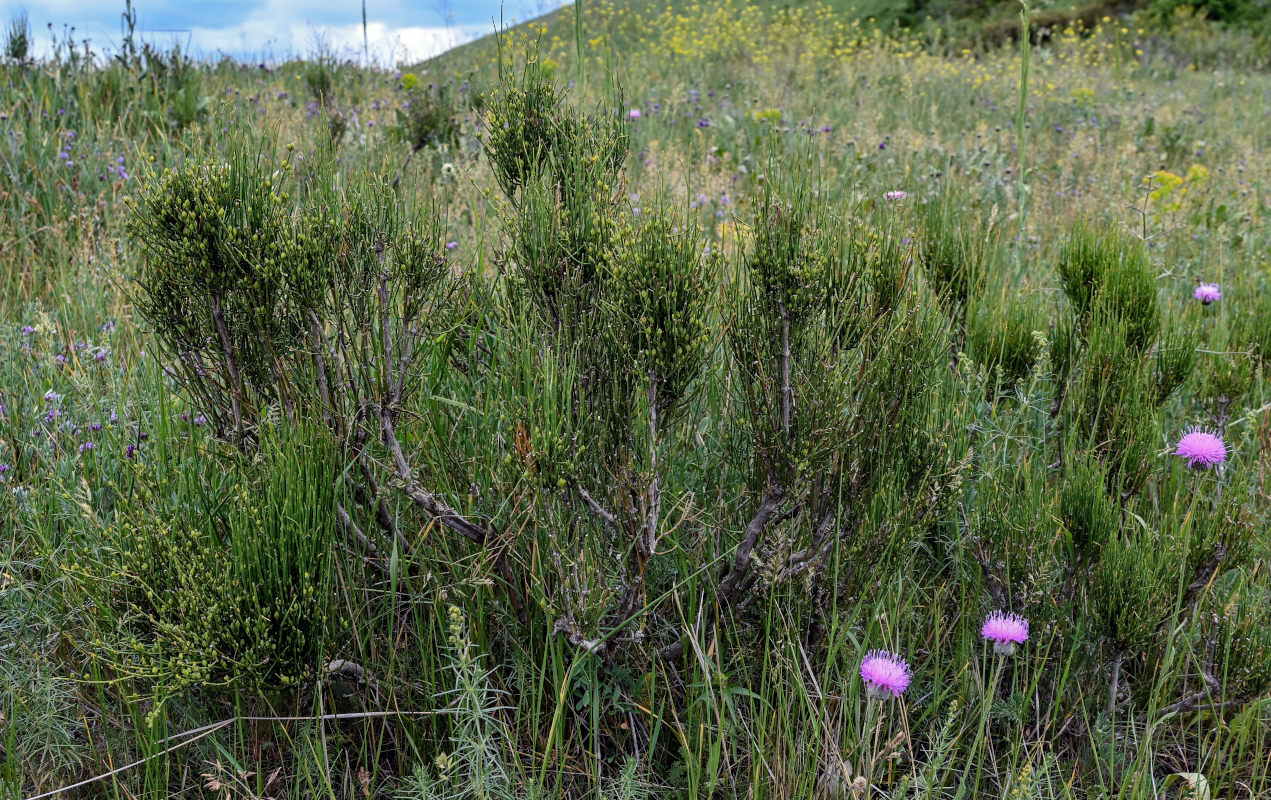 Image of genus Ephedra specimen.