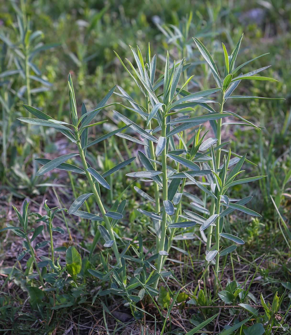 Изображение особи Euphorbia virgata.