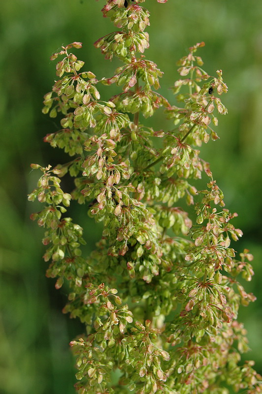 Изображение особи Rumex crispus.