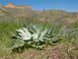 Salvia aethiopis. Розетка прикорневых листьев. Краснодарский край, Темрюкский р-н, мыс Железный Рог, обрывистый глинистый приморский склон, степь. 29.04.2017.