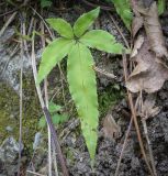 Pteris cretica. Вайя. Абхазия, Гудаутский р-н, окр. с. Лдза, широколиственный лес. 11.04.2024.