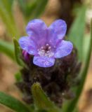 Pulmonaria angustifolia
