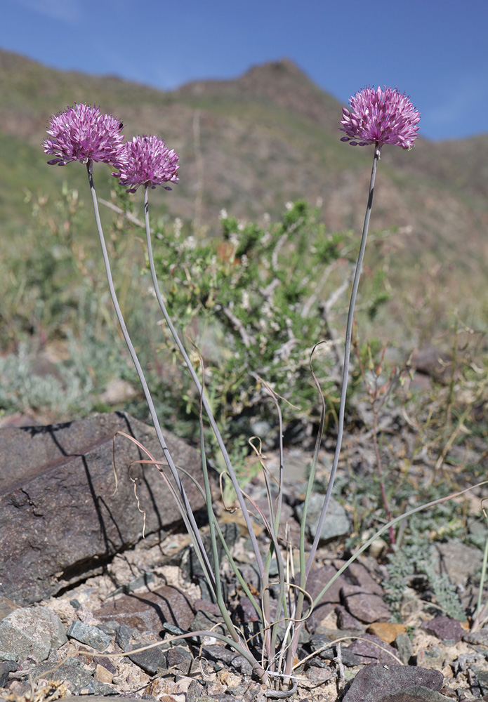 Image of Allium caricifolium specimen.