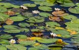 Nymphaea candida