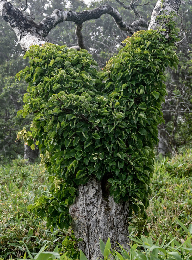 Image of Hydrangea petiolaris specimen.