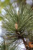 Pinus nigra. Побег с мегастробилом (в центре фотографии). Псков (в культуре). 08.06.2006.