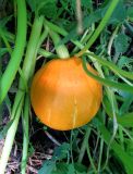 Cucurbita pepo