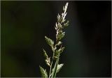 Phalaroides arundinacea