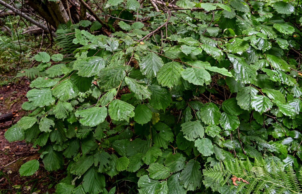 Image of Corylus avellana specimen.