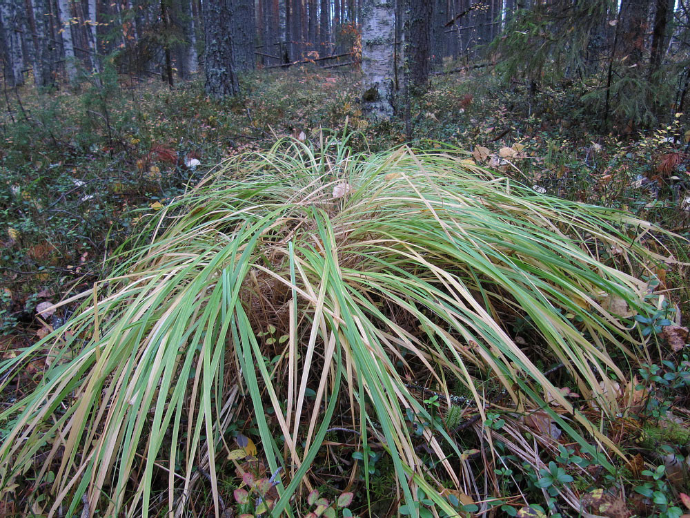 Изображение особи Calamagrostis arundinacea.