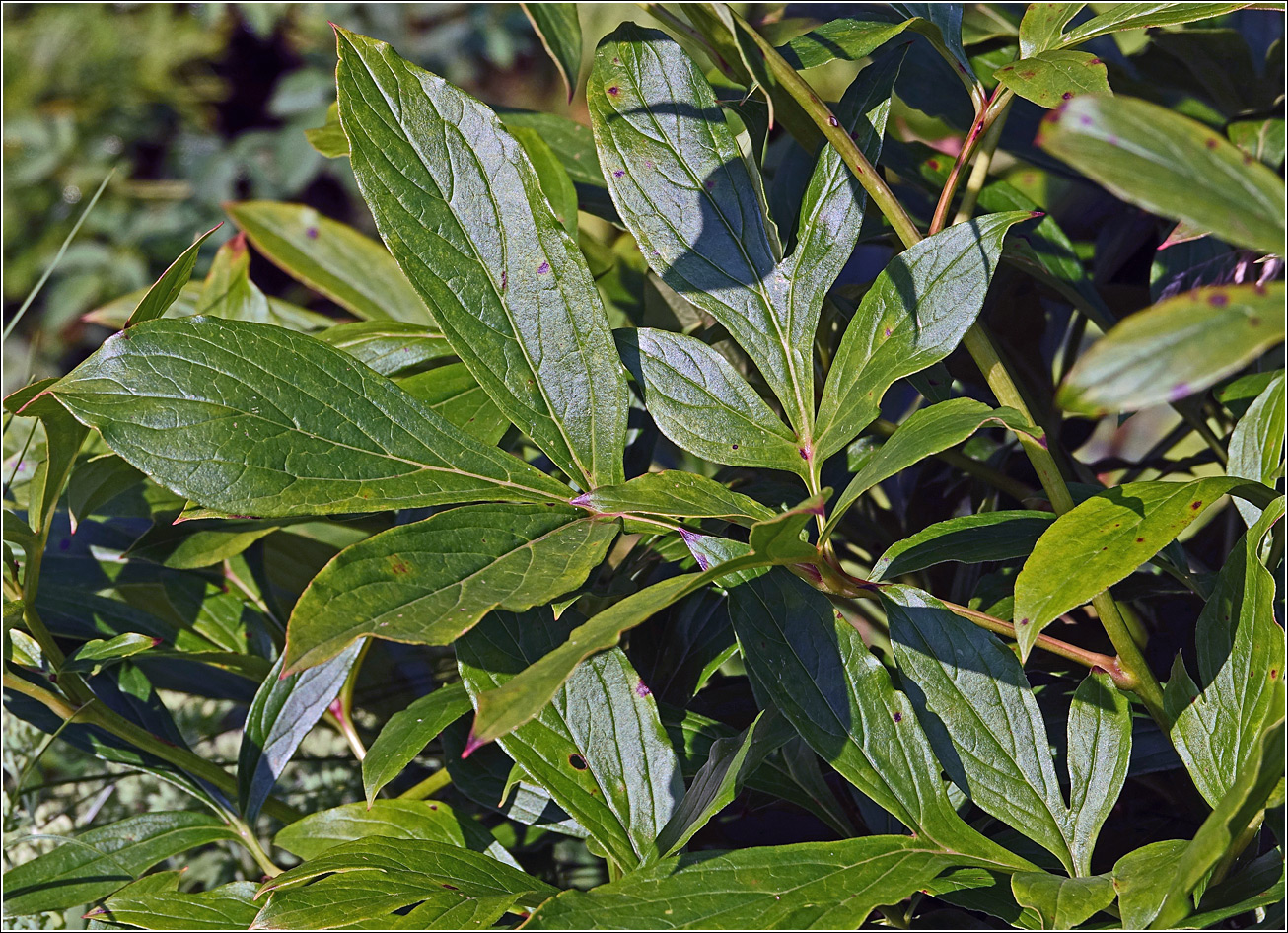 Image of Paeonia lactiflora specimen.