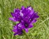 Campanula subspecies oblongifolioides