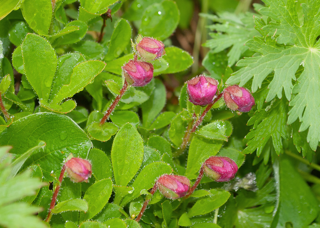 Изображение особи Rhododendron camtschaticum.
