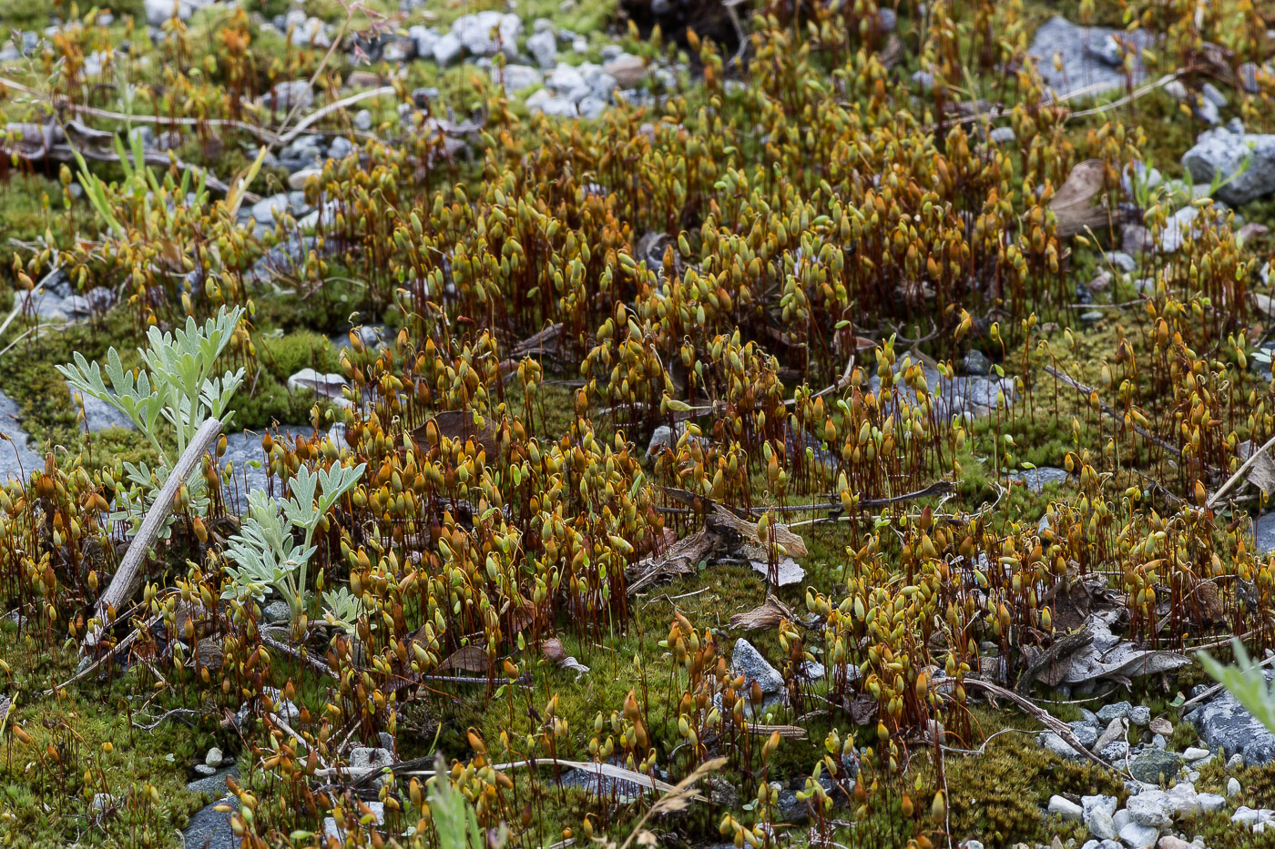 Image of Bryum caespiticium specimen.