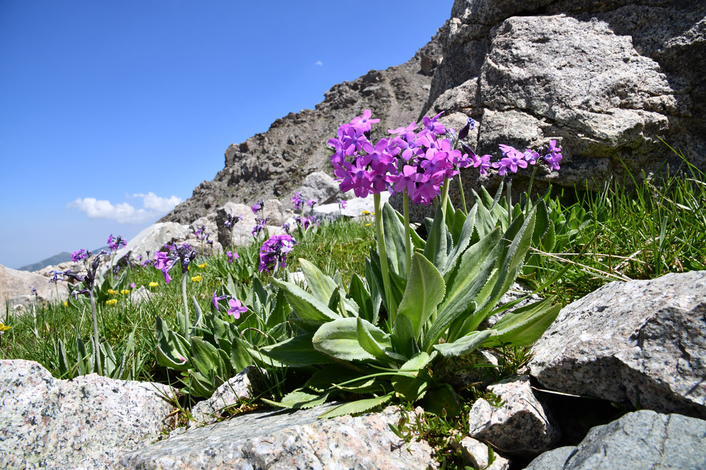Image of Primula turkestanica specimen.
