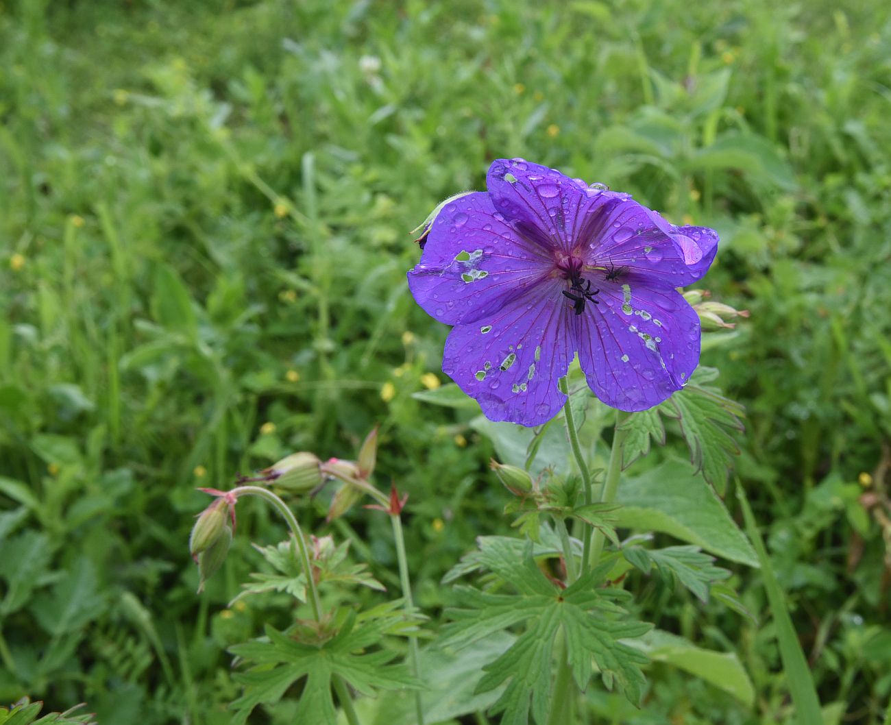 Изображение особи Geranium ruprechtii.