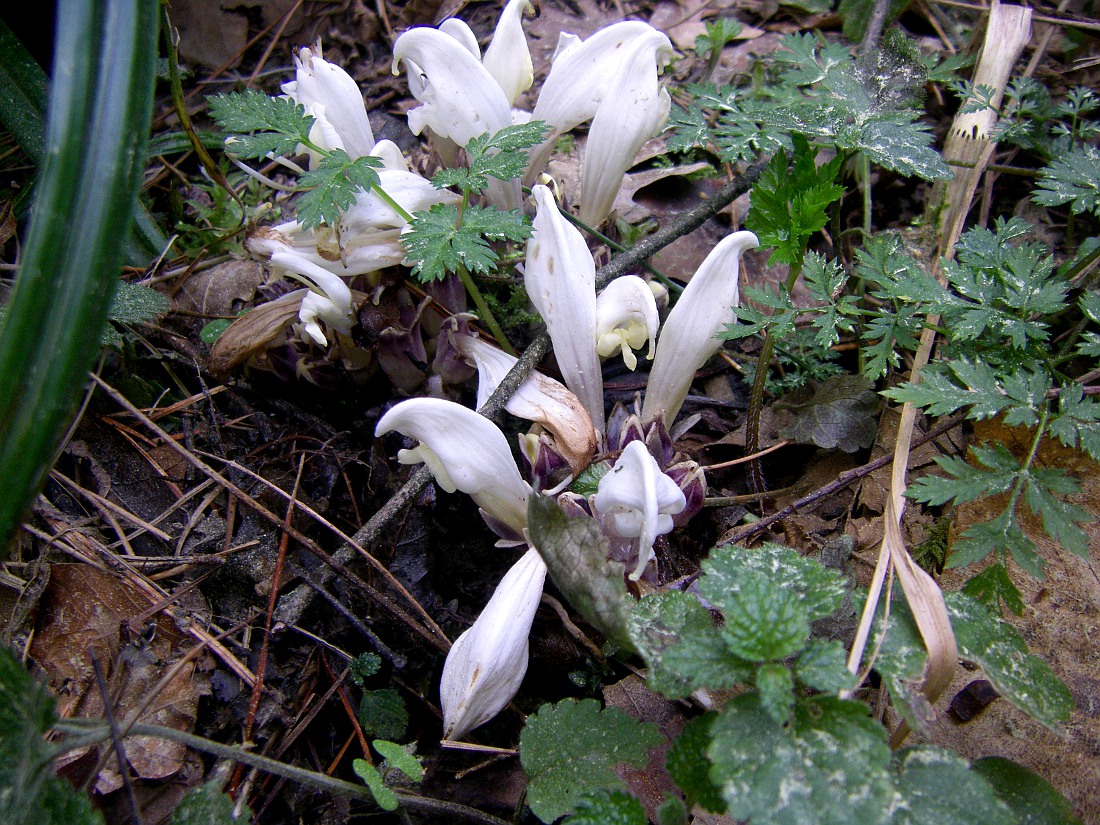 Изображение особи Lathraea clandestina.