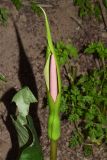 Arum korolkowii