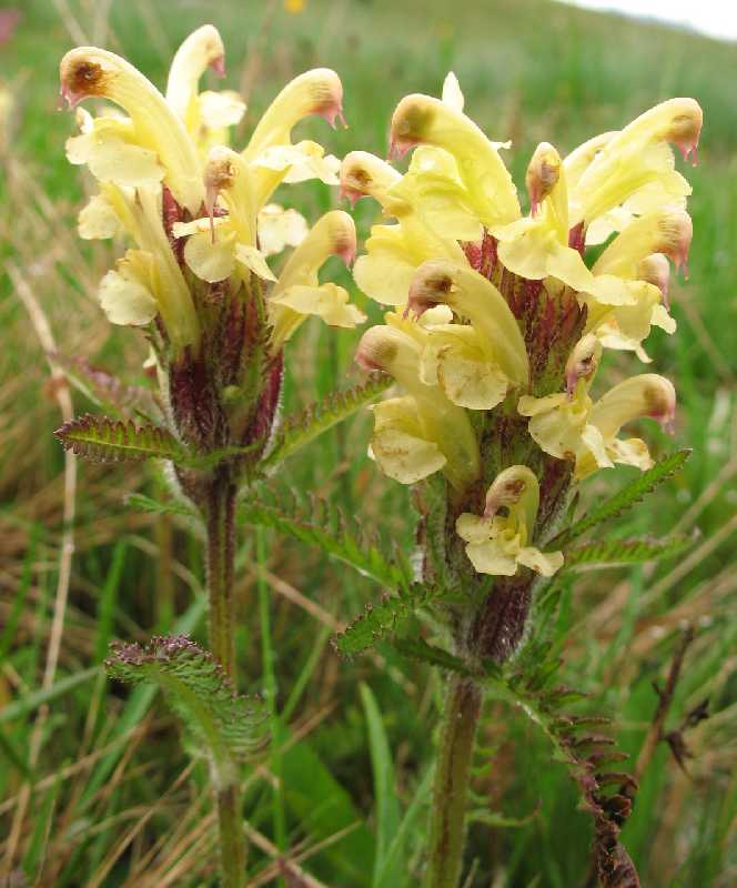 Image of Pedicularis chroorrhyncha specimen.