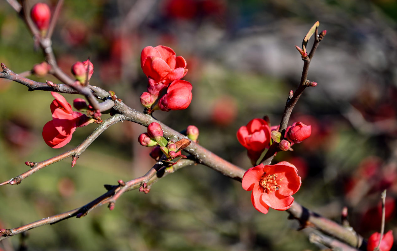 Image of Chaenomeles &times; superba specimen.
