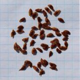 Gladiolus imbricatus. Семена. Беларусь, Витебская обл., окр. пос. Езерище, разнотравно-злаковый суходольный луг. 28.08.2024.