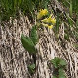 Primula macrocalyx