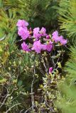 Rhododendron sichotense. Цветущее растение. Приморский край, Чугуевский р-н, гора Облачная, выс. 1800 м н.у.м., в зарослях кедрового стланика (Pinus pumila). 07.06.2025.