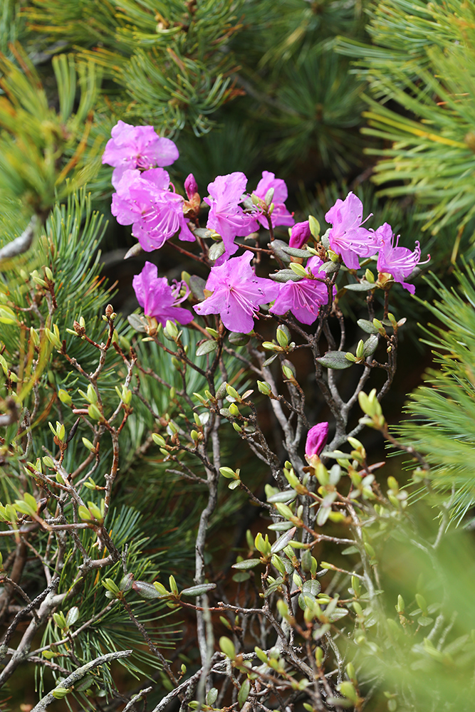 Image of Rhododendron sichotense specimen.
