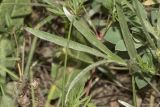 Ranunculus illyricus