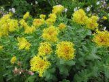Rhodiola rosea