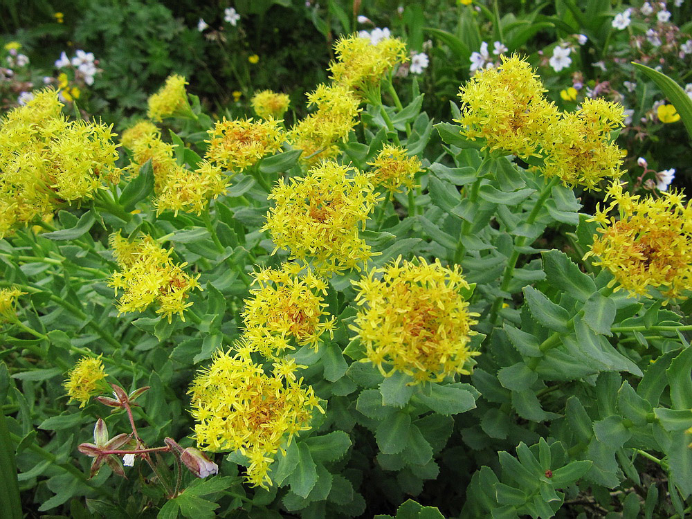 Изображение особи Rhodiola rosea.