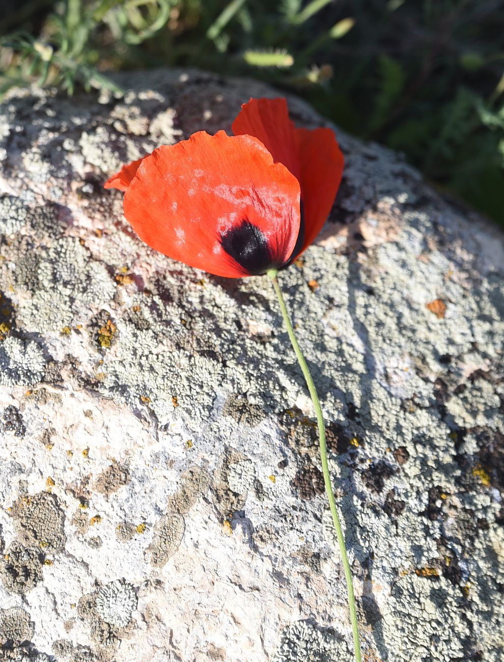 Image of genus Papaver specimen.