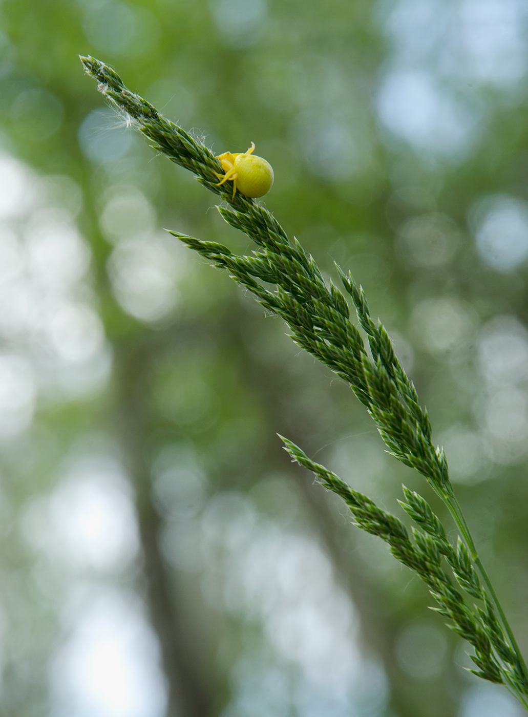 Image of genus Poa specimen.