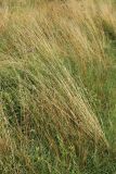 Helictotrichon pratense. Плодоносящие растения с засохшими генеративными побегами. Псковская обл., Псковский р-н, окр. погоста Выбуты, бровка обрыва к берегу р. Великая, сухой луг. 02.08.2025.