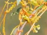 Cuscuta campestris